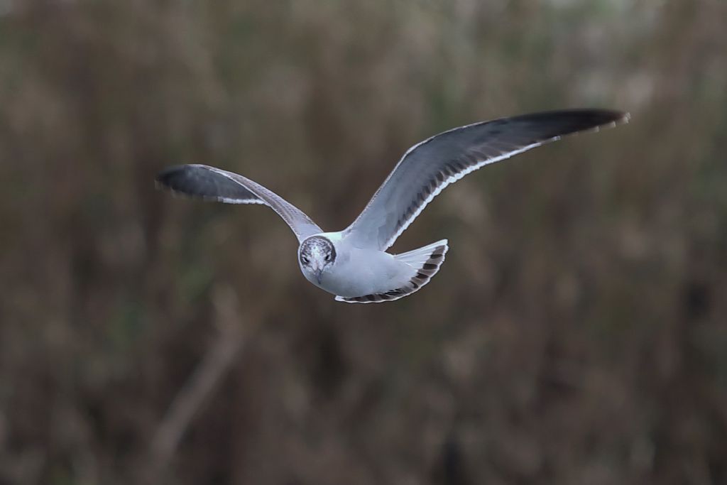 Gabbiano di Franklin  (Leucophaeus pipixcan)